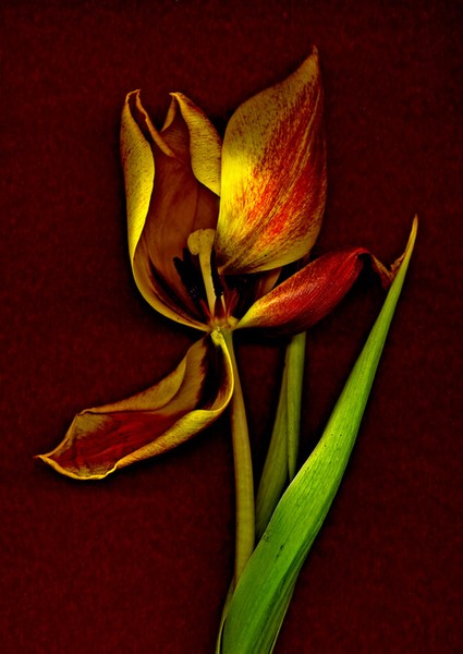 tulip 2