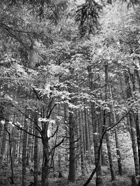 Autumn Forest ~ Black & White