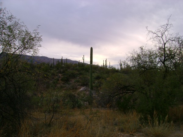 The Centered Saguaro Cactus