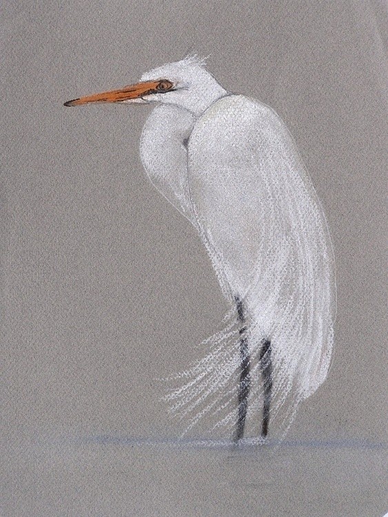 Egret