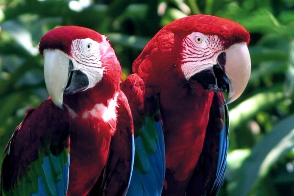 Parrots