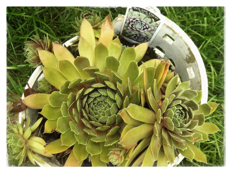 hens and chickens growing