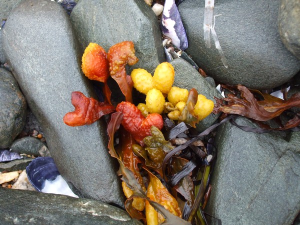 eastcoast seaweed