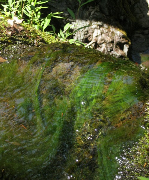 mossy falls