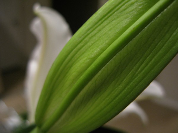 Lilly Leaf