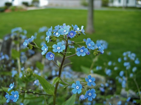 Baby Blues