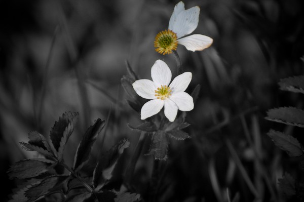 Narcissus Anemone
