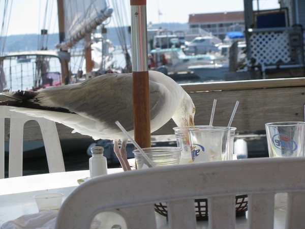 Seagull in Boothbay