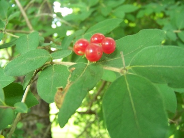Wild Cherrys