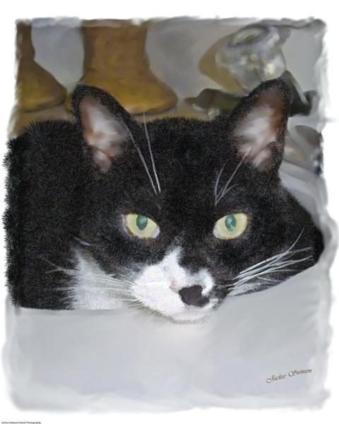 Cat In Sink