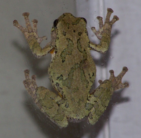 Tree Frog
