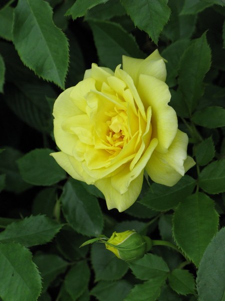 IMG 4244 resize