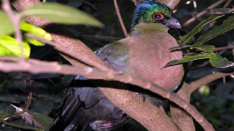 Bird Coloured4 copy