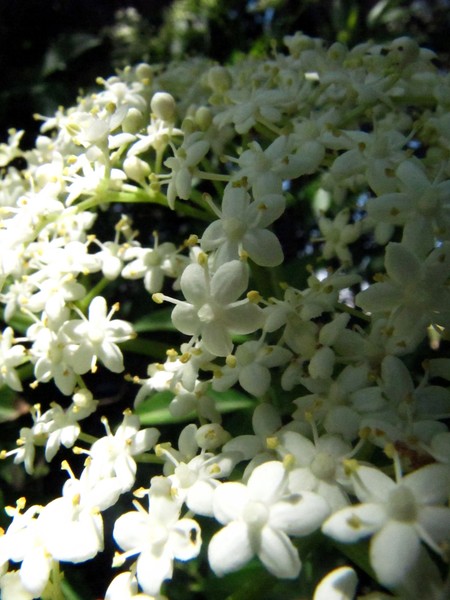 Field of white