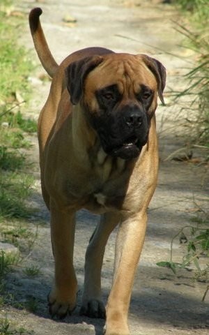 Beauregard