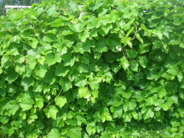 grapes this fall