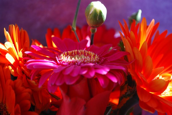 Gerberas : Pink Candy
