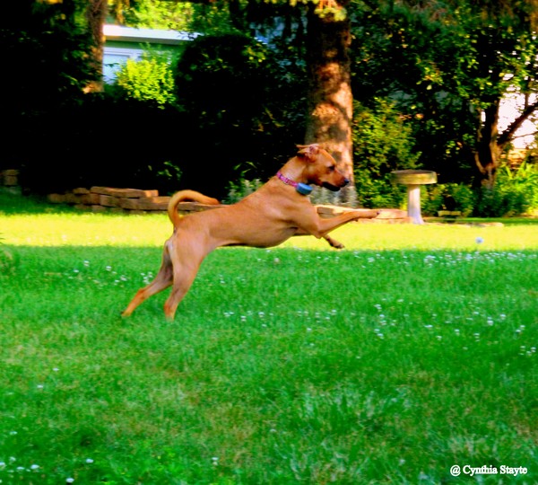 Not Prancer, Nor Dancer, But Ginger