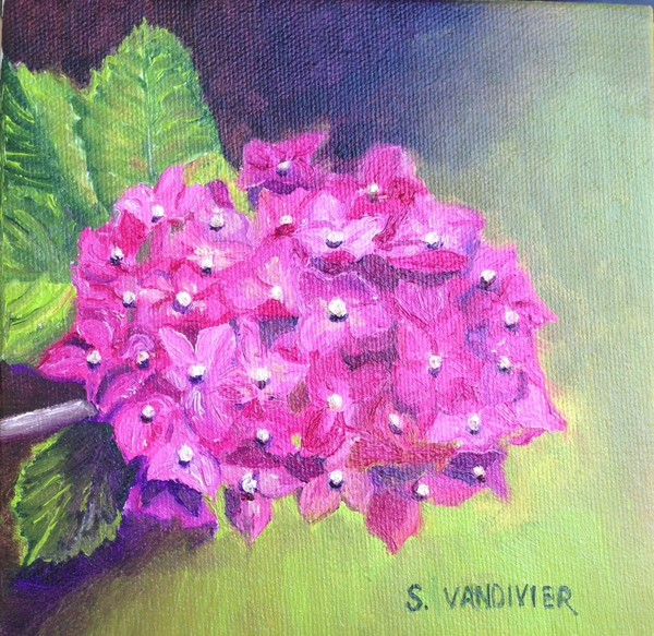 Pink Hydrangea plein air