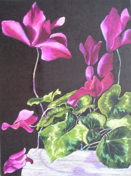 Cyclamen