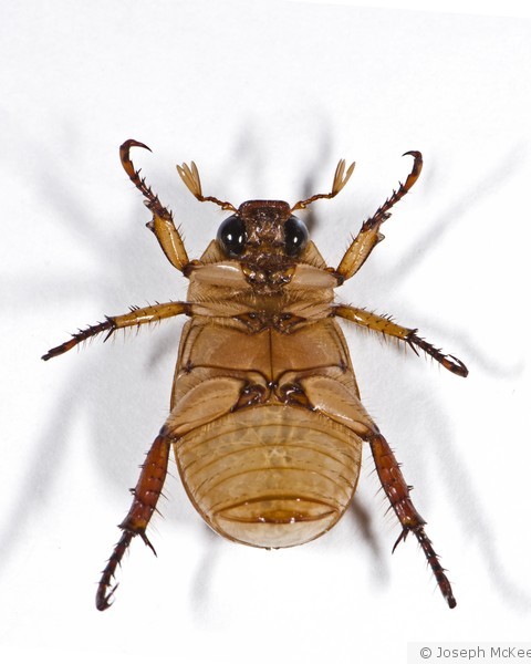 Beetle Belly Up!