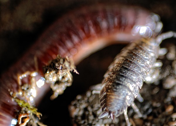 Potatobug & Worm