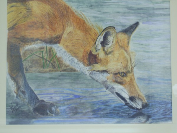 A Thirsty Fox