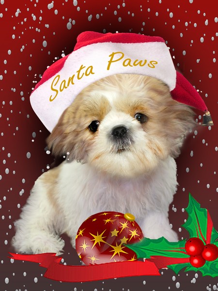 Shih Tzu Santa Paws