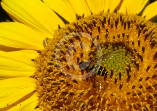 Sunflower Visitor