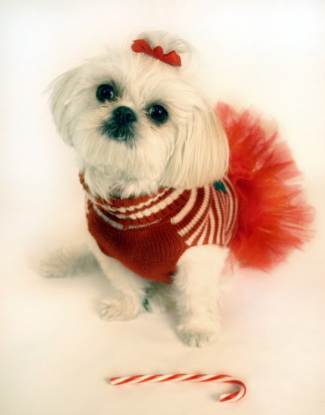 Candy Girl
