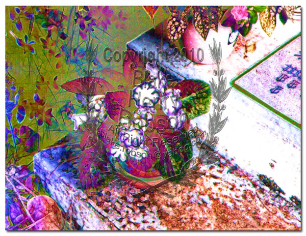 Step up; potted flowers