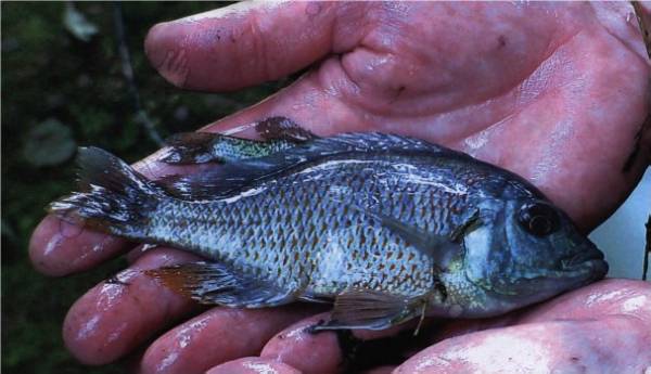Cichlid