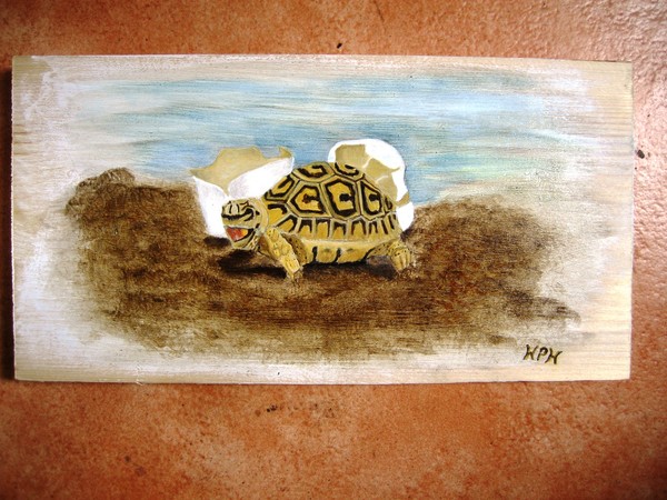 Baby Turtle