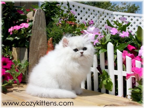 Cozy Kittens & Sue Johnson - www.cozykittens.com