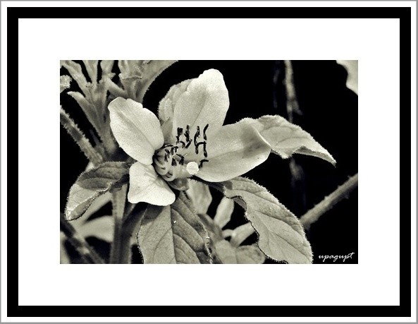 flower beauty-art