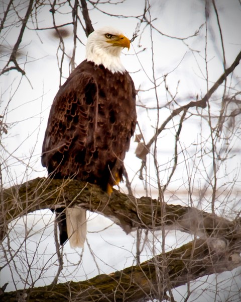 Winter Eagle 2