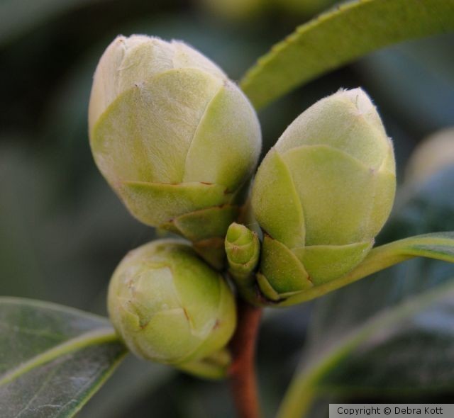 Flower Buds