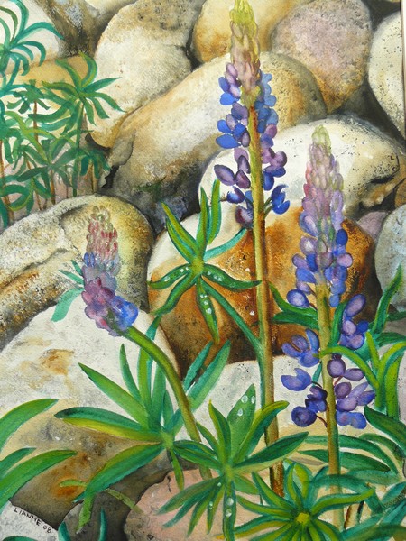 flora among the rocks
