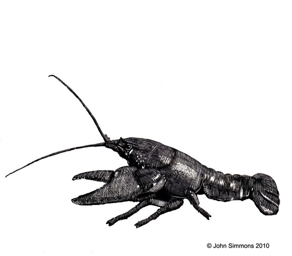Freshwater crayfish