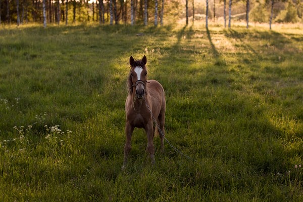 The horse, the chain and the sunset