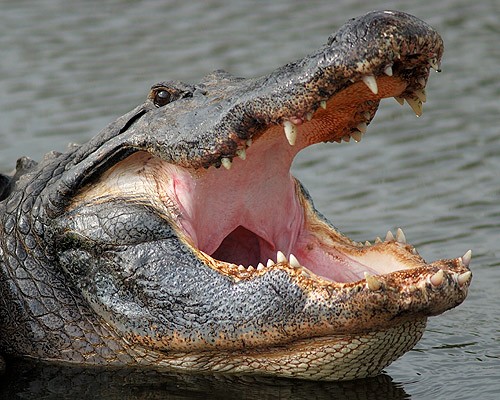 American Alligator