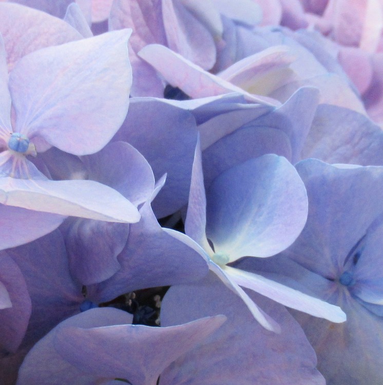 SOFTNESS!