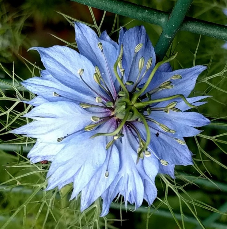 NIGELLA