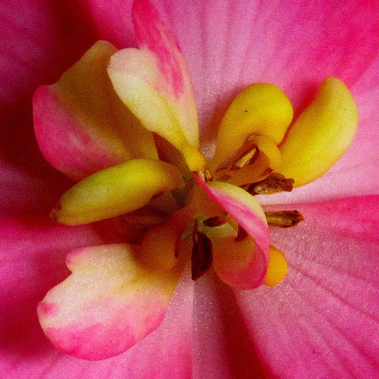 IN THE HEART OF A BEGONIA