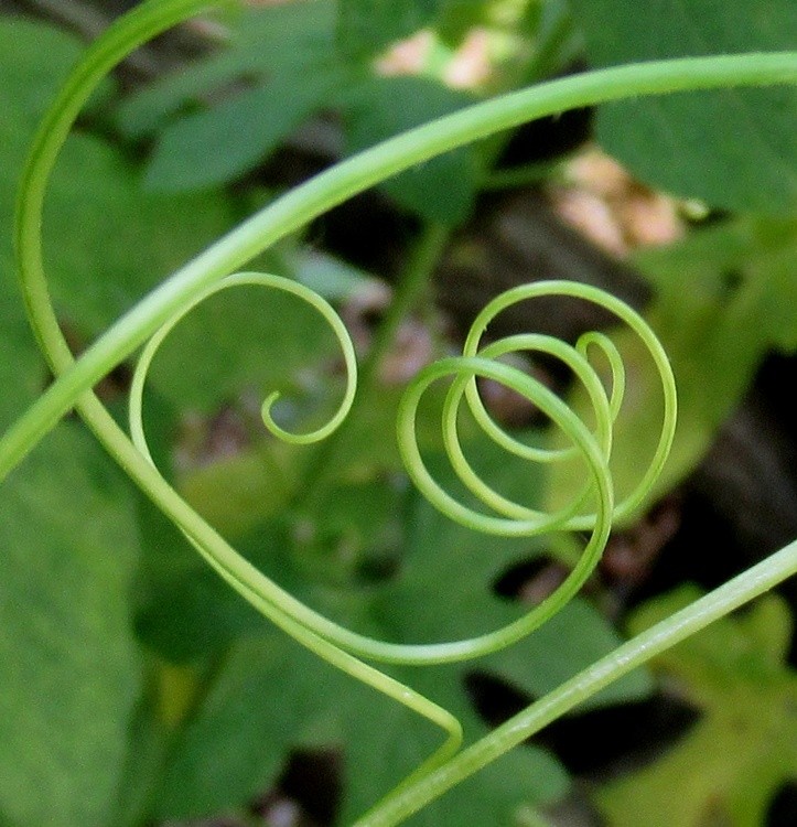 VEGETAL SIGNATURE