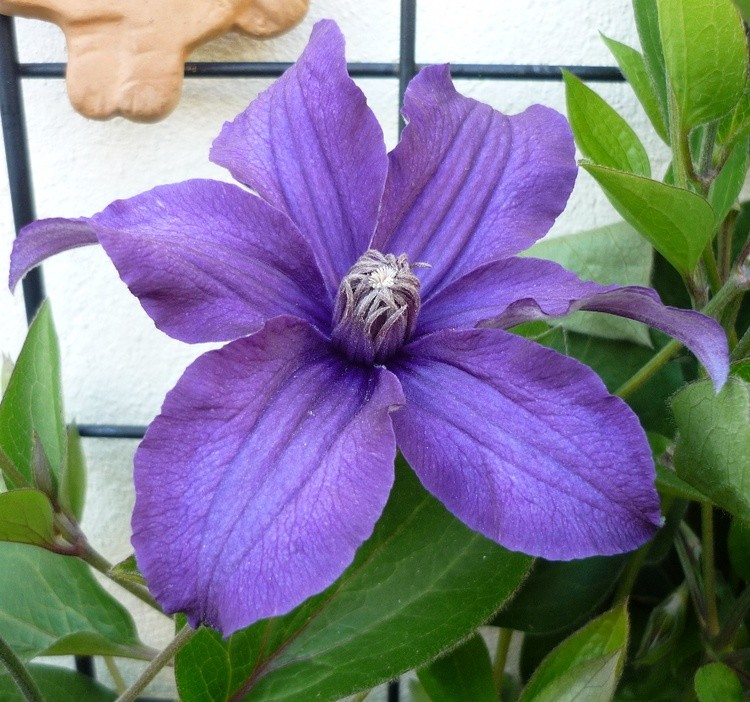 CLEMATIS