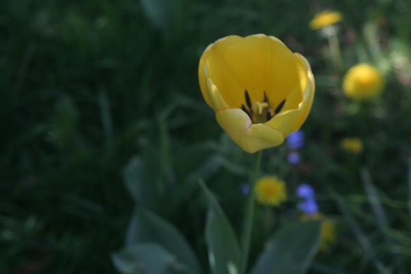 soft petals