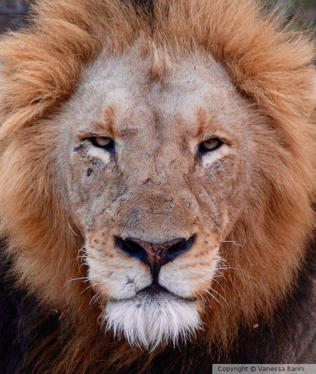 serie This is Africa/Big Cat