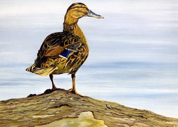 Female Mallard