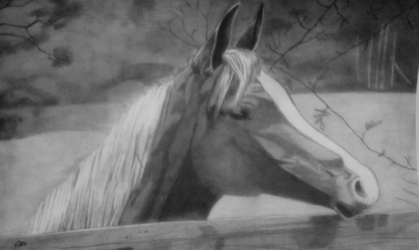 white hair horse